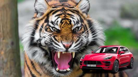 Сучасні автомобілі названі на честь тварин