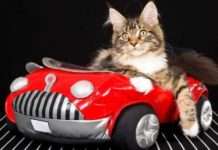 Самий безтурботний кіт-мандрівник на світі: Відео