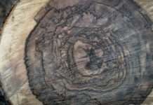 Bentley використовує рідкісні породи дерев у своїх автомобілях