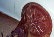 У гродно собаки погризли lexus