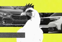 Власники Subaru та їхні улюбленці: напрочуд детальний аналіз